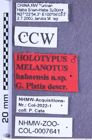Etikette zu Melanotus habaensis (Platia, 2007) (NHMW-ZOO-COL-0007641)